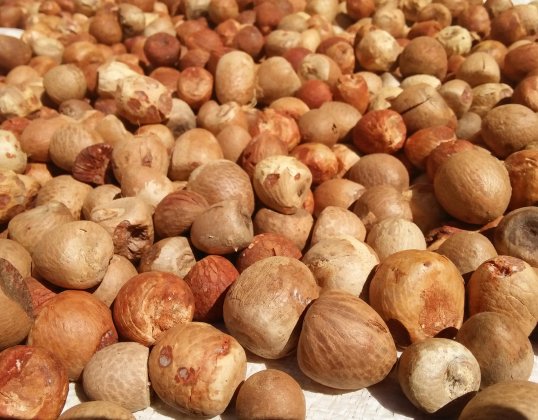 Betel Nut